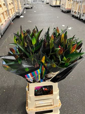 <h4>Li Or Rainbow</h4>