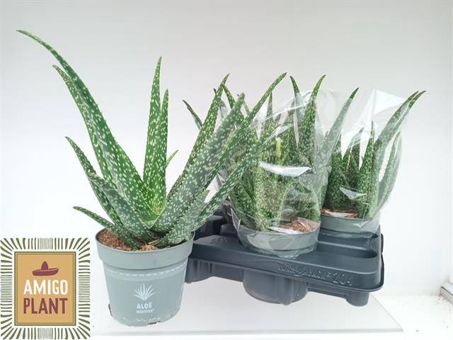<h4>ALOE VERA</h4>
