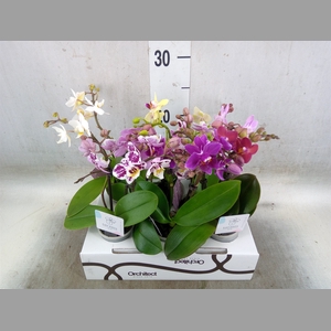 Phalaenopsis   ...mini