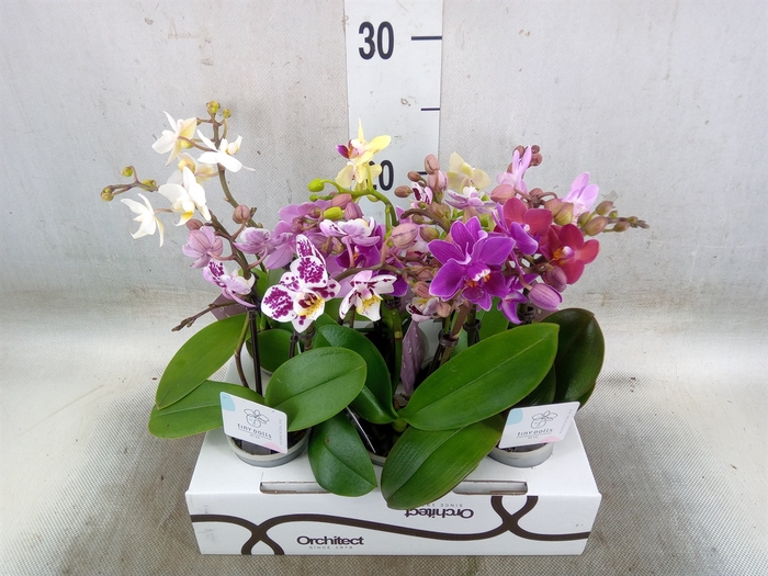 <h4>Phalaenopsis   ...mini</h4>