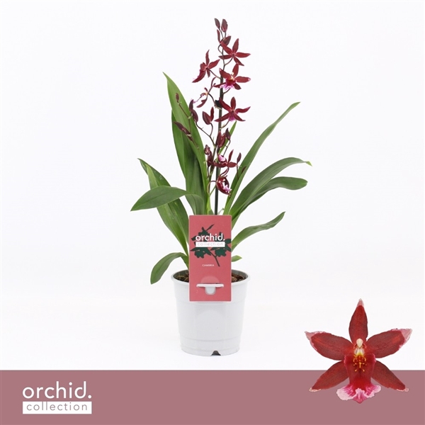 <h4>Barrocco Red, 1-spike 'Orchid Collection'</h4>