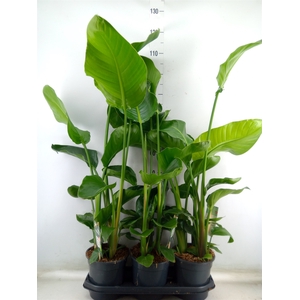 Strelitzia nicolai