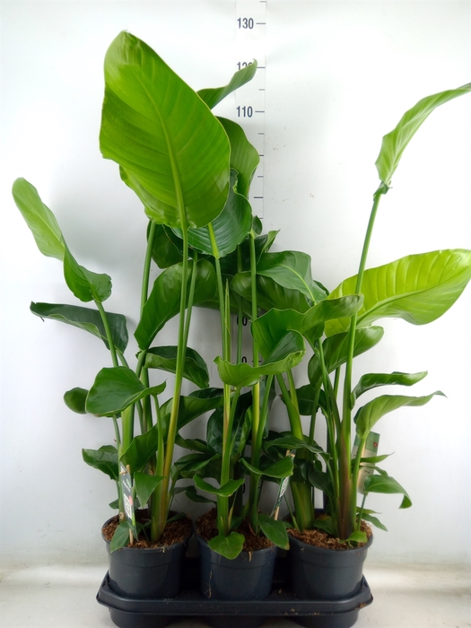 <h4>Strelitzia nicolai</h4>