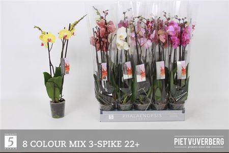 <h4>Phal Gem 8 Kl 3 Branches 22+</h4>