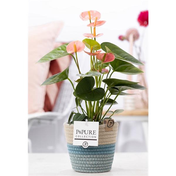 <h4>Anthurium pink (Spirit) in P&PURE Fashionpot Valerie</h4>