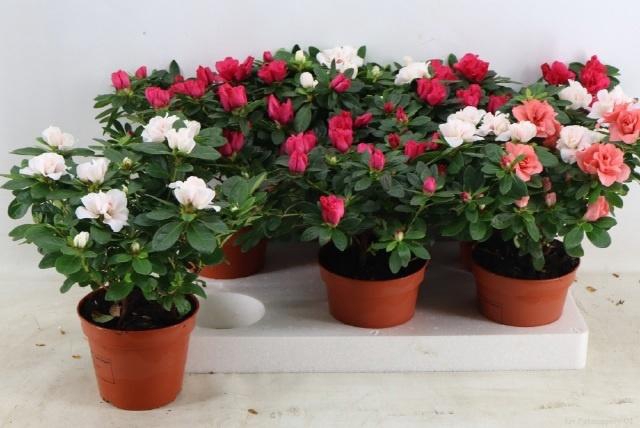 <h4>RHODO SI GEM</h4>