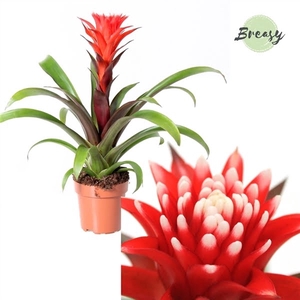 Guzmania Rockyflower Hope