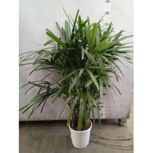 Rhapis excelsa