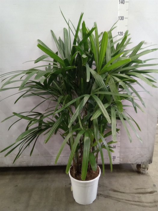 <h4>Rhapis excelsa</h4>