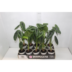 ALOCASIA PUNCAK BORNEENSIS P12