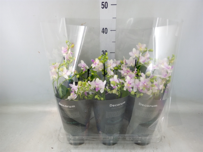 <h4>Phalaenopsis multi.   ...</h4>