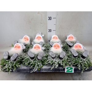 Soleirolia soleirolii   ...green