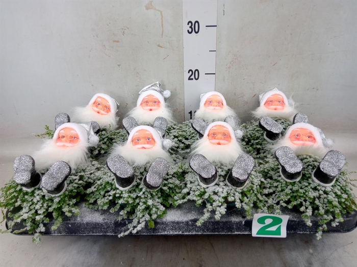 <h4>Soleirolia soleirolii ...green</h4>