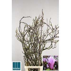 Magnolia grandiflora