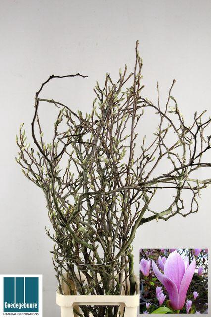 Magnolia grandiflora