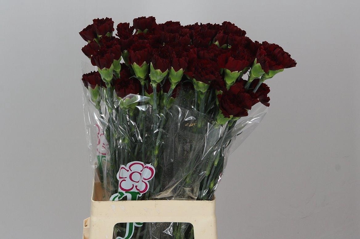 <h4>Di St Burgundy BD</h4>