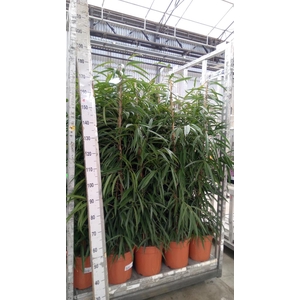 Ficus binn. 'Alii'