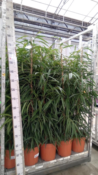 <h4>Ficus binn. 'Alii'</h4>
