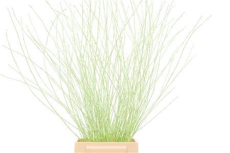 <h4>BETULA OV KLB H%</h4>