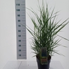 Panicum virgatum