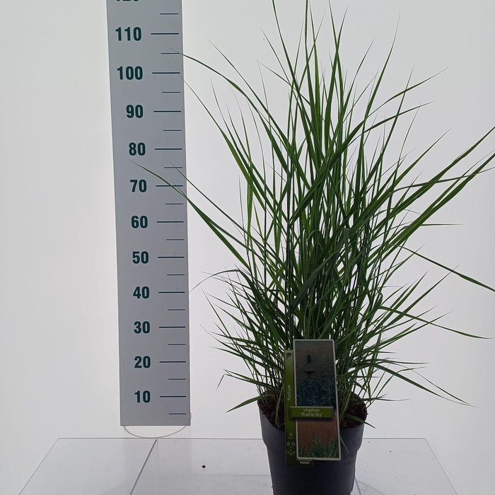 Panicum virgatum