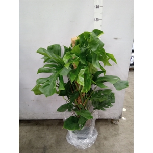 Monstera pertusum