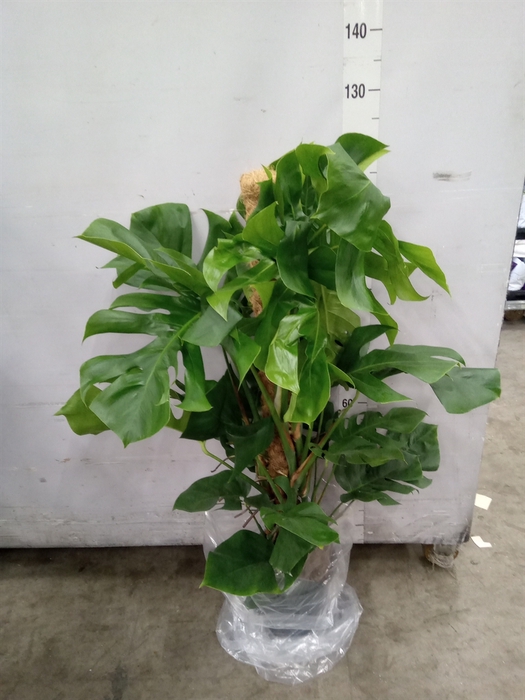 <h4>Monstera pertusum</h4>