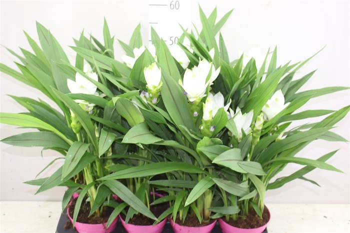 <h4>Curcuma Siam Sisto</h4>