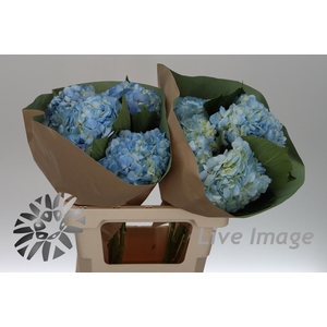 Hydrangea blue light