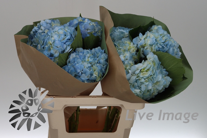 <h4>Hydrangea blue light</h4>