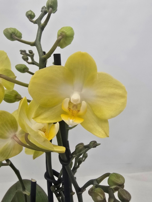 <h4>Limited 28 week 19</h4>