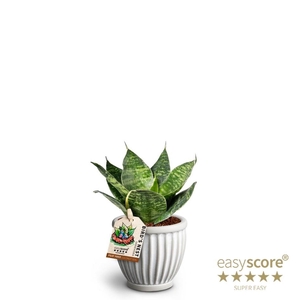 SANSEVIERIA TRIFASCIATA