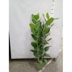 Ficus benghalensis 'Audrey'