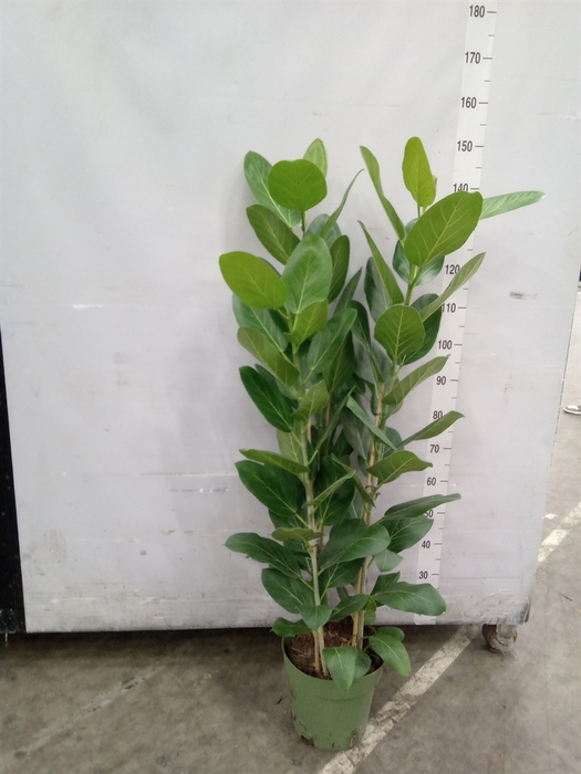 <h4>Ficus benghalensis 'Audrey'</h4>