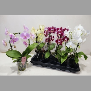 Phal Gem