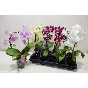 Phal Gem