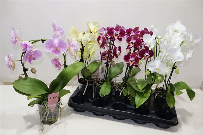 <h4>Phal Gem</h4>
