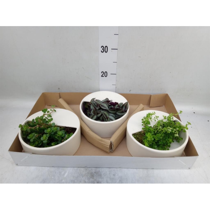 <h4>Arr.   Kamerplant Groen L%</h4>