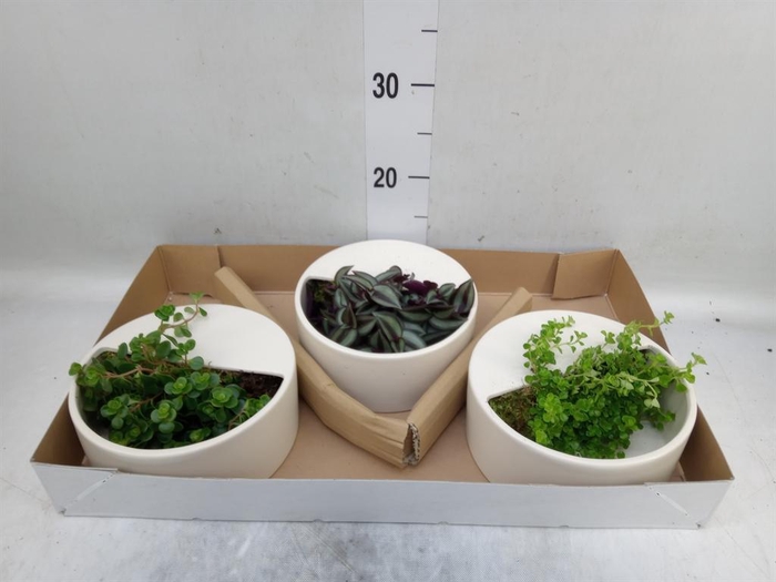 Arr.   Kamerplant Groen L%