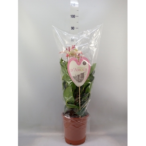 Anthurium  'Pr. Amalia Elegance'