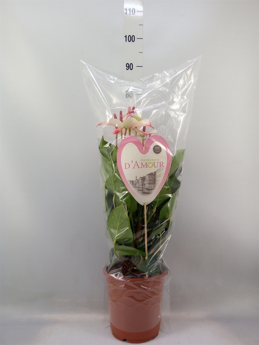 <h4>Anthurium  'Pr. Amalia Elegance'</h4>
