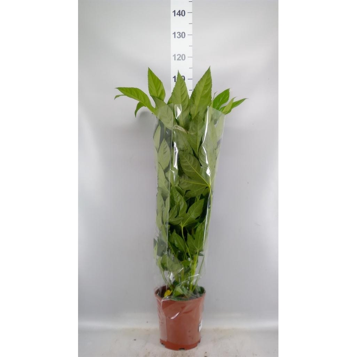 <h4>Fatsia japonica   ...</h4>