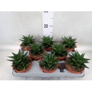 Haworthia limifolia
