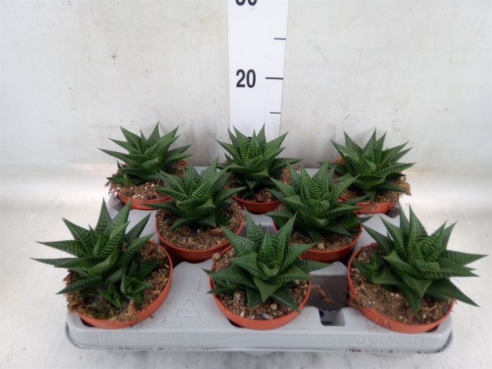 <h4>Haworthia limifolia</h4>