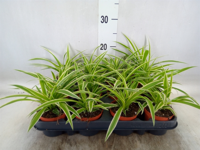 <h4>Chlorophytum com. 'Ocean'</h4>