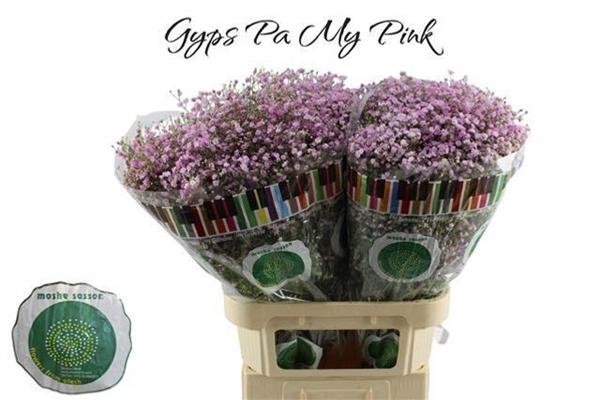 <h4>GYPS PA MY PINK</h4>