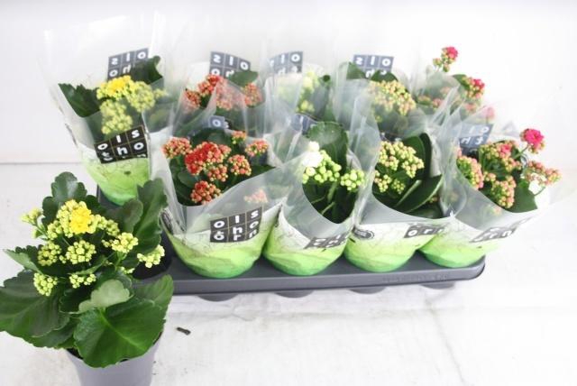 <h4>KAL GE GEM 5 KL</h4>