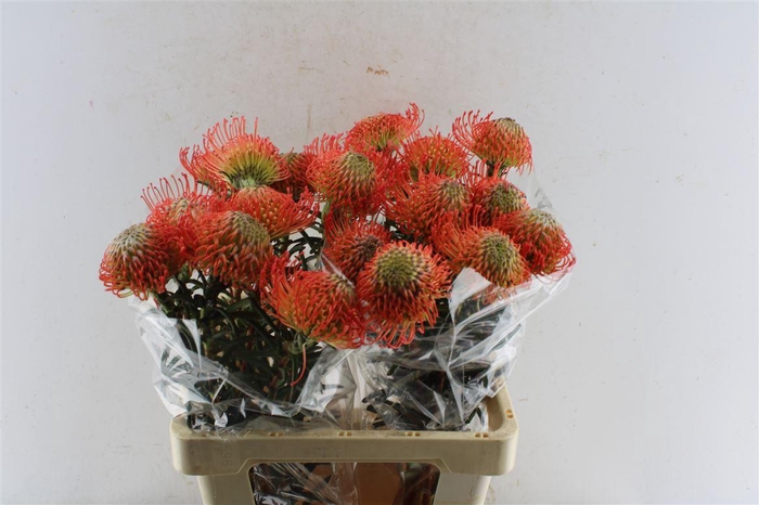 <h4>Leuco Co Succession</h4>