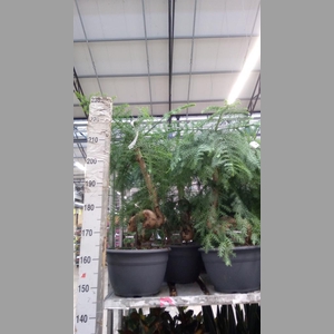 Araucaria   ...