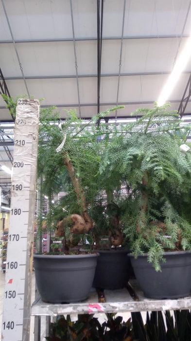 <h4>Araucaria   ...</h4>